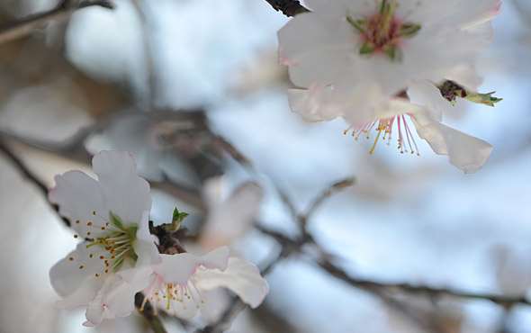 almond-tree