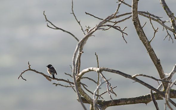 bird-israel
