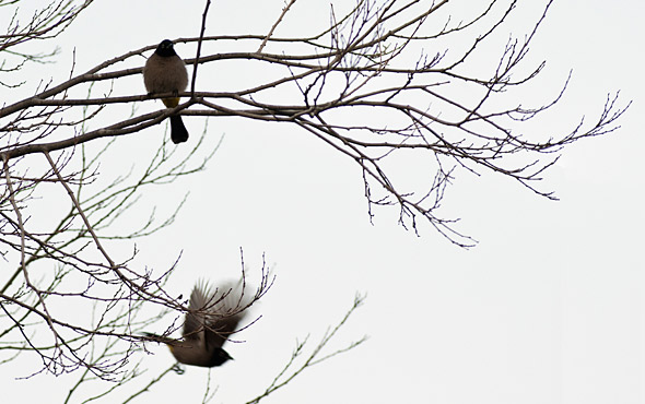bulbul-birds