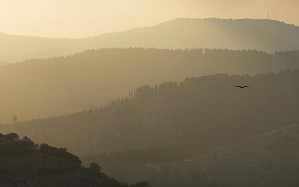 eagle-jerusalem-mountains