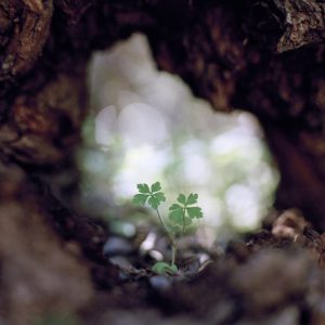 israel vegitation photography