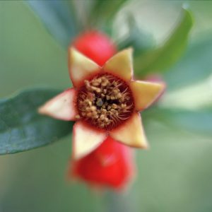 israel seven species photos