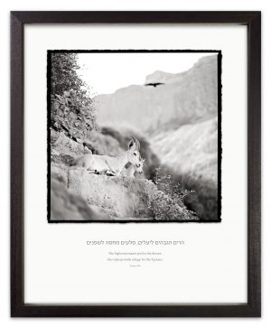 judean ibex