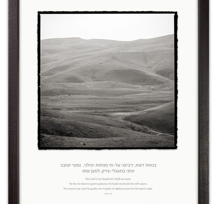 green black and white pastures