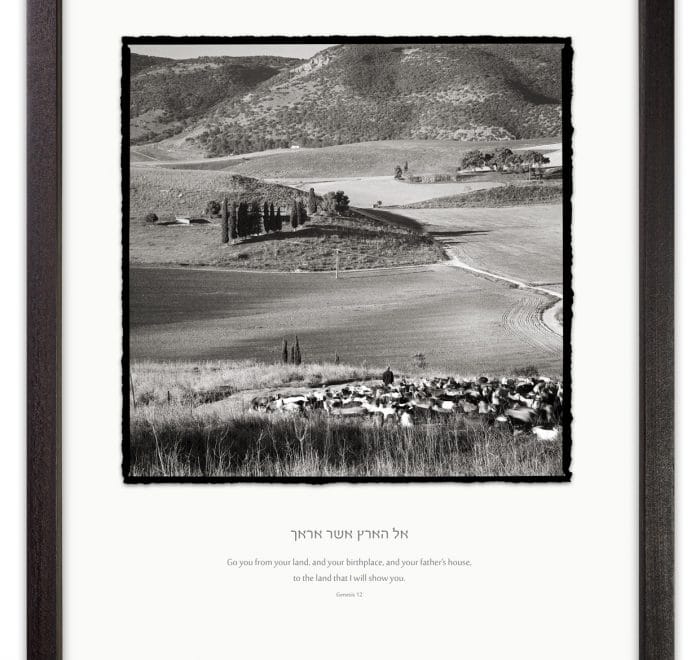 holyland shepherd view